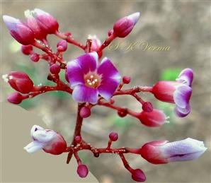  Inflorescence (Panicle of cymes)